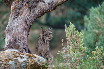 Iberian lynx (Lynx pardinus) in the wild