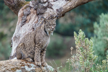 Iberian lynx (Lynx pardinus) in the wild