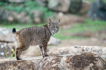 Iberian lynx (Lynx pardinus) in the wild © Daniel Jara