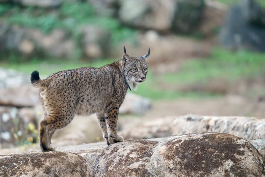 Iberian lynx (Lynx pardinus) in the wild