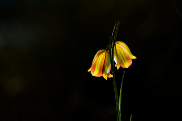Fritillaria flower in the wild