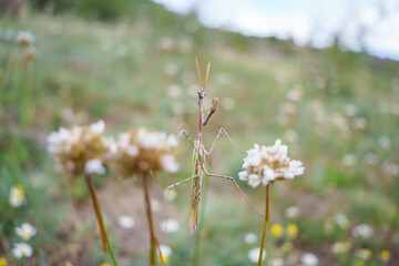 Conehead mantis (Empusa pennata) in the wild
