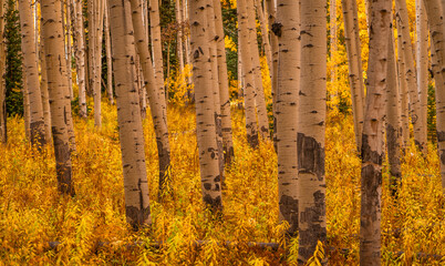 Beautiful Golden Yellow Forest of Aspen Trees in Autumn in Colorado