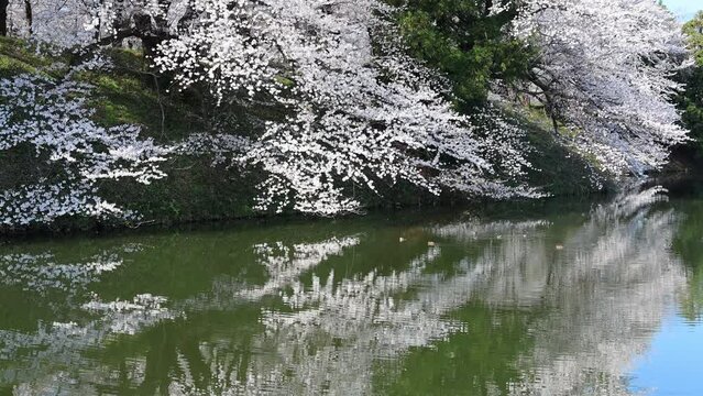 霞城公園の堀と桜　山形県