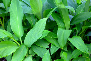 Green leaves of turmeric plant