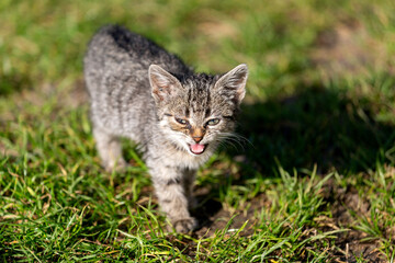 Naklejka na ściany i meble Beautiful gray kitten on a background of green grass.