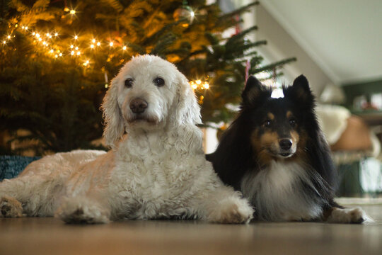 Weihnacht mit Hunden