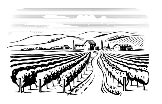 Vineyard landscape vector sketch. Grape plants