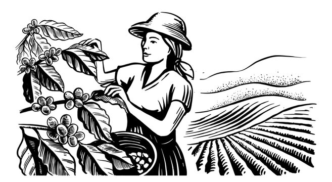 Coffee plantation vector. Woman collecting grains in basket