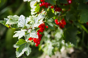 Ripe red currant berries. Healthy food ingredients.