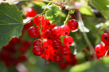 Fototapeta premium Ripe red currant berries. Healthy food ingredients.