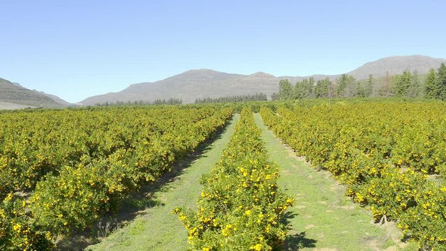 Agriculture, nature and drone of a lemon farm with natural, agro and greenery in environment. Landscape, aerial view and sustainable, eco friendly and organic plants with fruit in countryside.