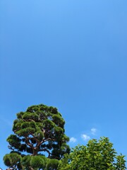 青空と松