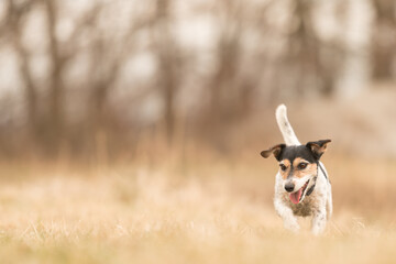 Tricolor Jack Russell Terrier dog running in early spring on a meadow against blurred background