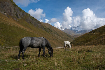 horses in a meadow in a mountain valley