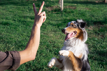 Australian Shepherd follows the trainer's command. Dog training