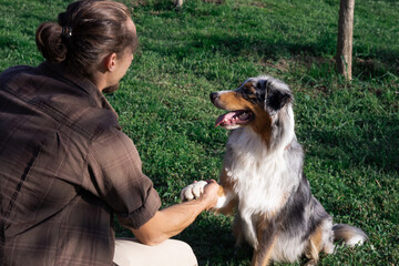 Australian Shepherd Aussie gives paw to owner. Training in nature