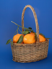 A wicker basket of fresh clementine oranges on a bright blue background. - 696843143