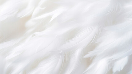 Feathers of a white bird as a background. Soft focus