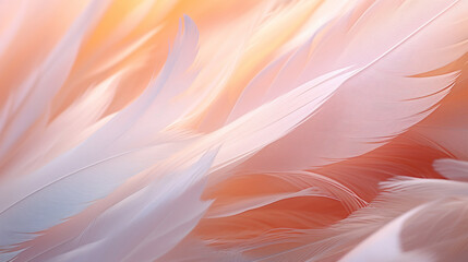 Beautiful abstract color white and pink feathers
