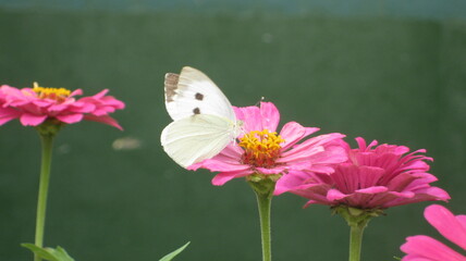 flower and butterfly
