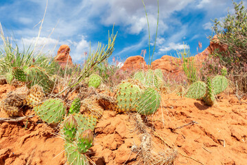 Desert Landscape with Opuntia Cactus on Sand Rocks