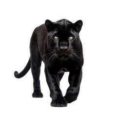 Panther clip art