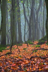 fog in the mysterious autumn forest