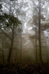 fog in the mysterious autumn forest
