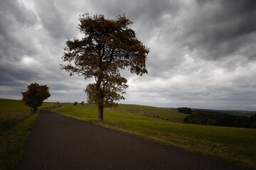 sad autumn landscape with trees