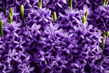 Fototapeta na wymiar purple hyacinth flower