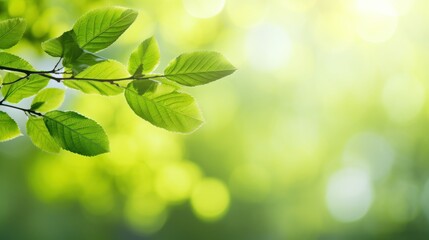 Spring background, green tree leaves on blurred background ,Natural background for graphics