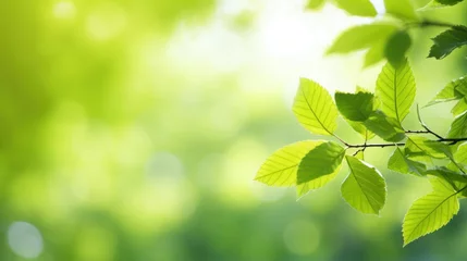 Foto op Plexiglas Spring background, green tree leaves on blurred background ,Natural background for graphics © CStock
