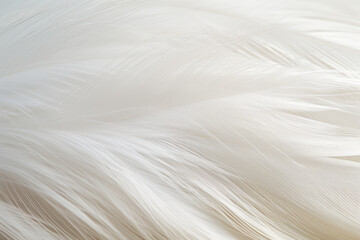 Detailed shot of a plain, white feather with subtle textures. - obrazy, fototapety, plakaty
