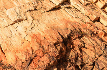 Petrified Tree