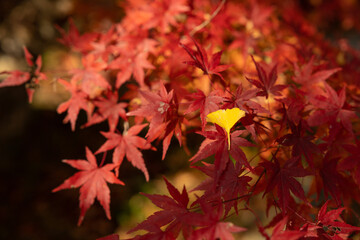 紅葉と銀杏