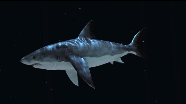 Animation Of A Shark Swimming Under Water. With The Glare From The Waves