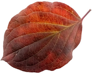 Dogwood tree leaf in autumn colors, isolated image, transparent background