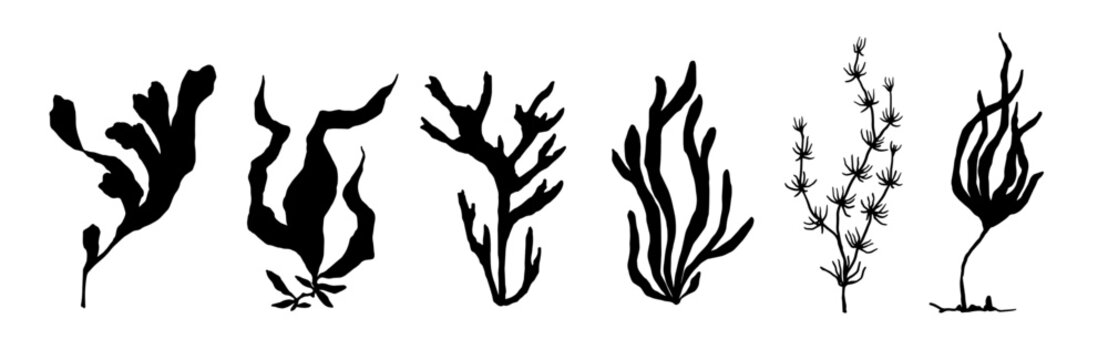 Set of seaweed silhouettes. Vector graphics.