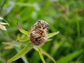spider on a leaf