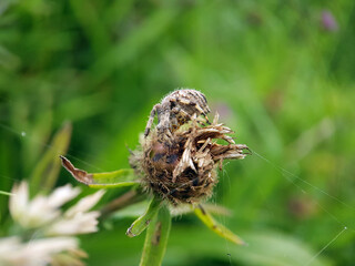 spider on a leaf