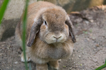 Cute rabbit with lop ears and chubby brown is resting in garden of country house. It was tamed...