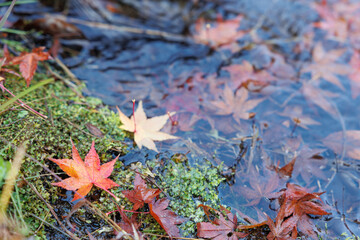 水と紅葉