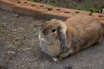Cute rabbit with lop ears and chubby brown is resting in garden of country house. It was tamed...