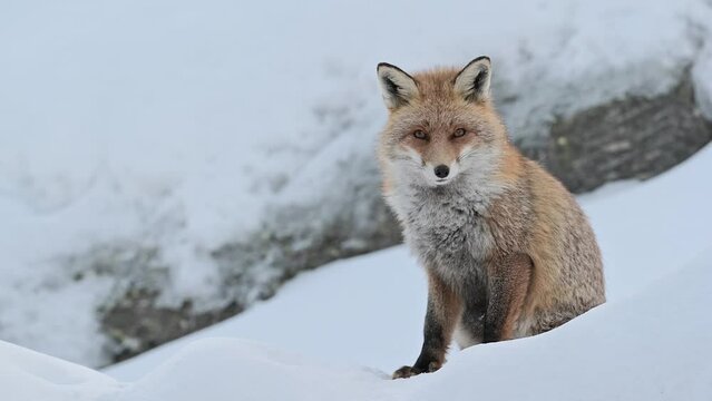 At dusk in the winter season, 4k resolution video of a beautiful red fox (Vulpes vulpes)