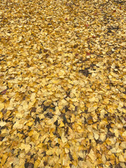黄色いイチョウの落ち葉 ｜ 落ち葉の絨毯 ｜縦サイズ