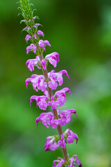 レブンシオガマ