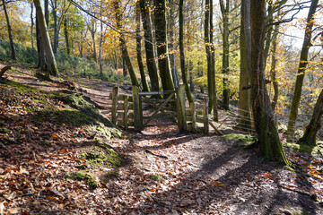 View of a wooden gate in the middle of woodland and a footpath