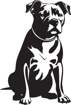 black and white pitbull dog