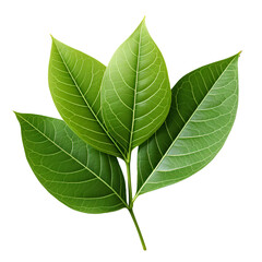 Obraz premium green leaf png. leaf png. green leaf isolated png. green leaf flat lay. green leaf top view png. Maple leaf png, oak leaf png, pine leaf png, palm leaf png, fern png